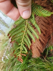 Dicksonia fibrosa