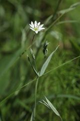 Stellaria hebecalyx