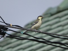 Parus minor