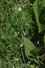 Stellaria hebecalyx
