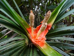 Freycinetia walkeri