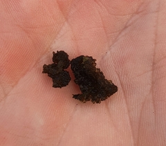 Bryophyta