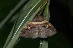 Bertula abjudicalis