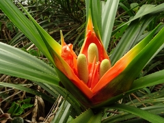 Freycinetia walkeri