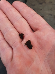 Bryophyta