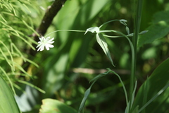 Stellaria hebecalyx