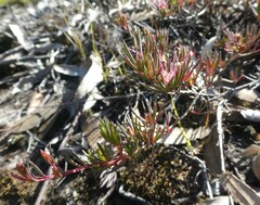 Darwinia