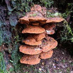 Aurantiporus pulcherrimus