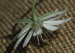 Stellaria hebecalyx