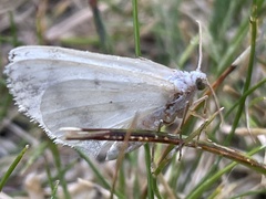 Lomographa temerata
