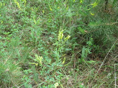 Melilotus suaveolens