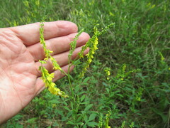 Melilotus suaveolens