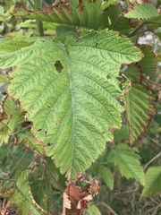 Rubus hawaiensis