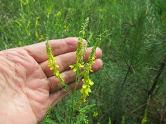 Melilotus suaveolens