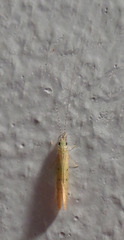 Nectopsyche pavida
