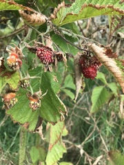 Rubus hawaiensis