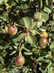 Prunus fremontii