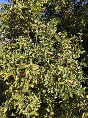 Prunus fremontii
