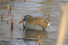 Rallus aquaticus