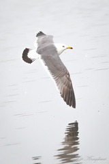 Larus crassirostris
