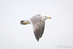 Larus crassirostris