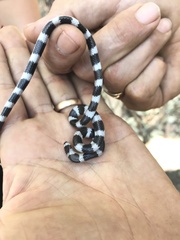 Vermicella intermedia