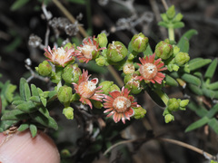 Mestoklema tuberosum