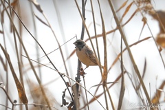 Emberiza yessoensis