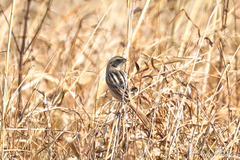 Emberiza yessoensis
