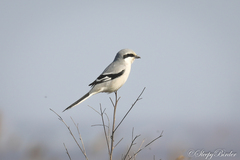 Lanius sphenocercus