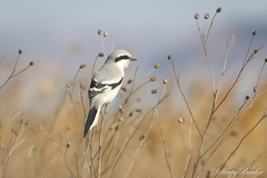 Lanius sphenocercus