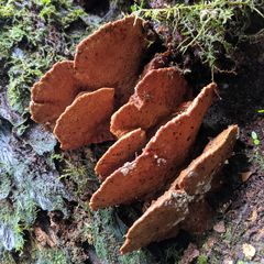Aurantiporus pulcherrimus