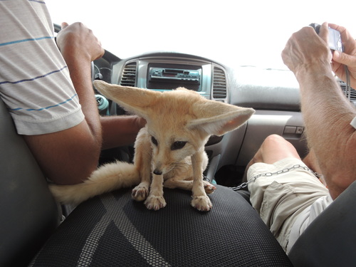 Vulpes zerda