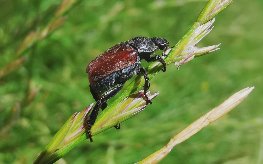 Hoplia