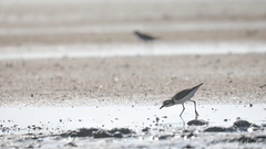 Charadrius leschenaultii
