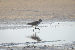 Charadrius leschenaultii
