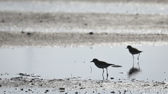 Charadrius leschenaultii