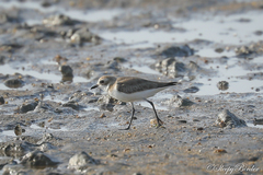Charadrius leschenaultii
