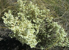 Erica leucanthera