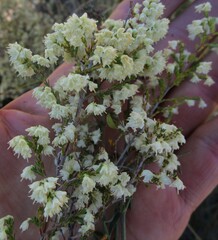 Erica leucanthera