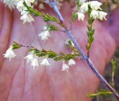 Erica leucanthera