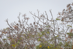 Streptopelia tranquebarica
