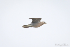 Streptopelia tranquebarica