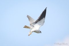 Elanus caeruleus