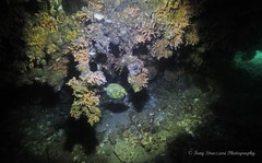 Cleidopus gloriamaris