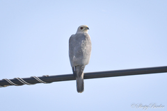 Accipiter badius