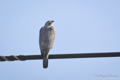 Accipiter badius