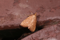 Hypsopygia incarnatalis