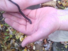 Plethodon richmondi