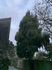 Dacrydium cupressinum